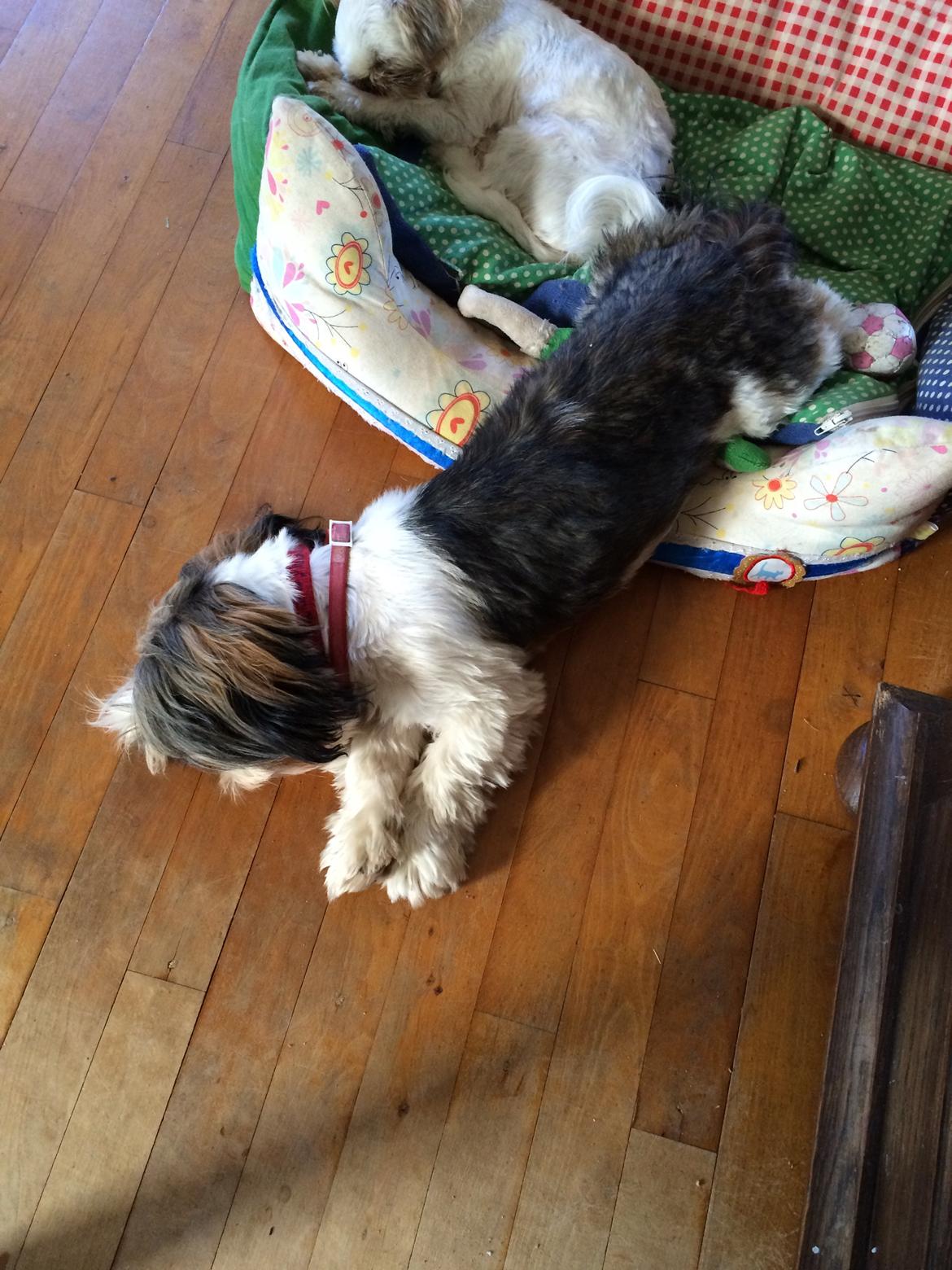 Shih tzu Laika - Efter gåtur og leg, blev Laika træt :)   23/6-14 billede 10