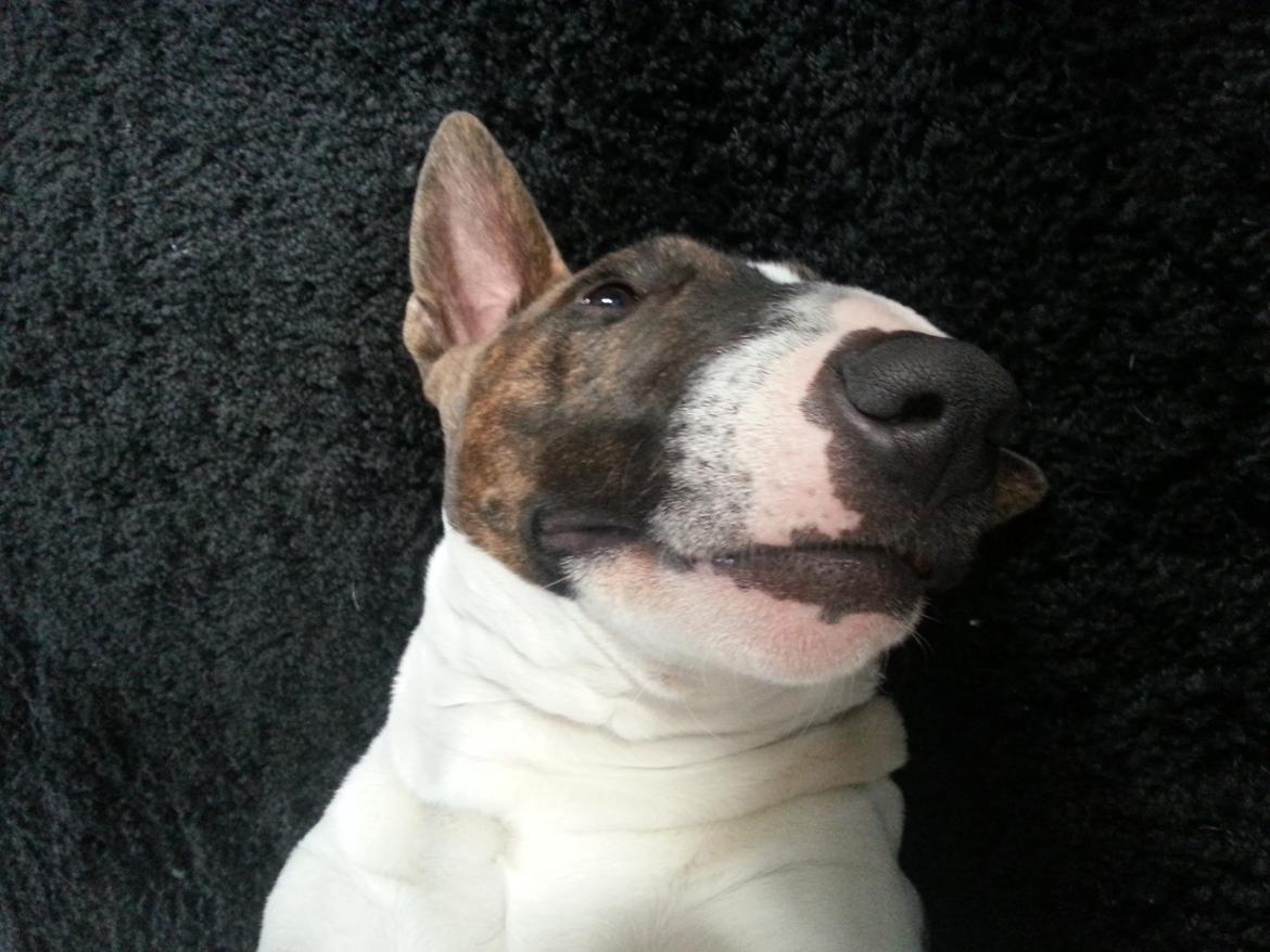 Bullterrier miniature Kenzo billede 35