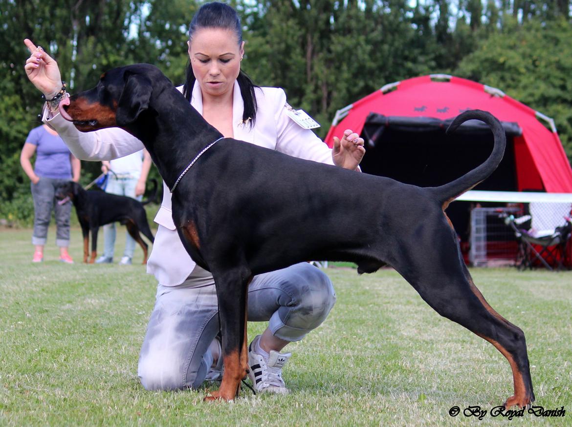 Dobermann Destiny´s Phoenix In The Spotlight aka Bentley - Dansk Junior Champion billede 3