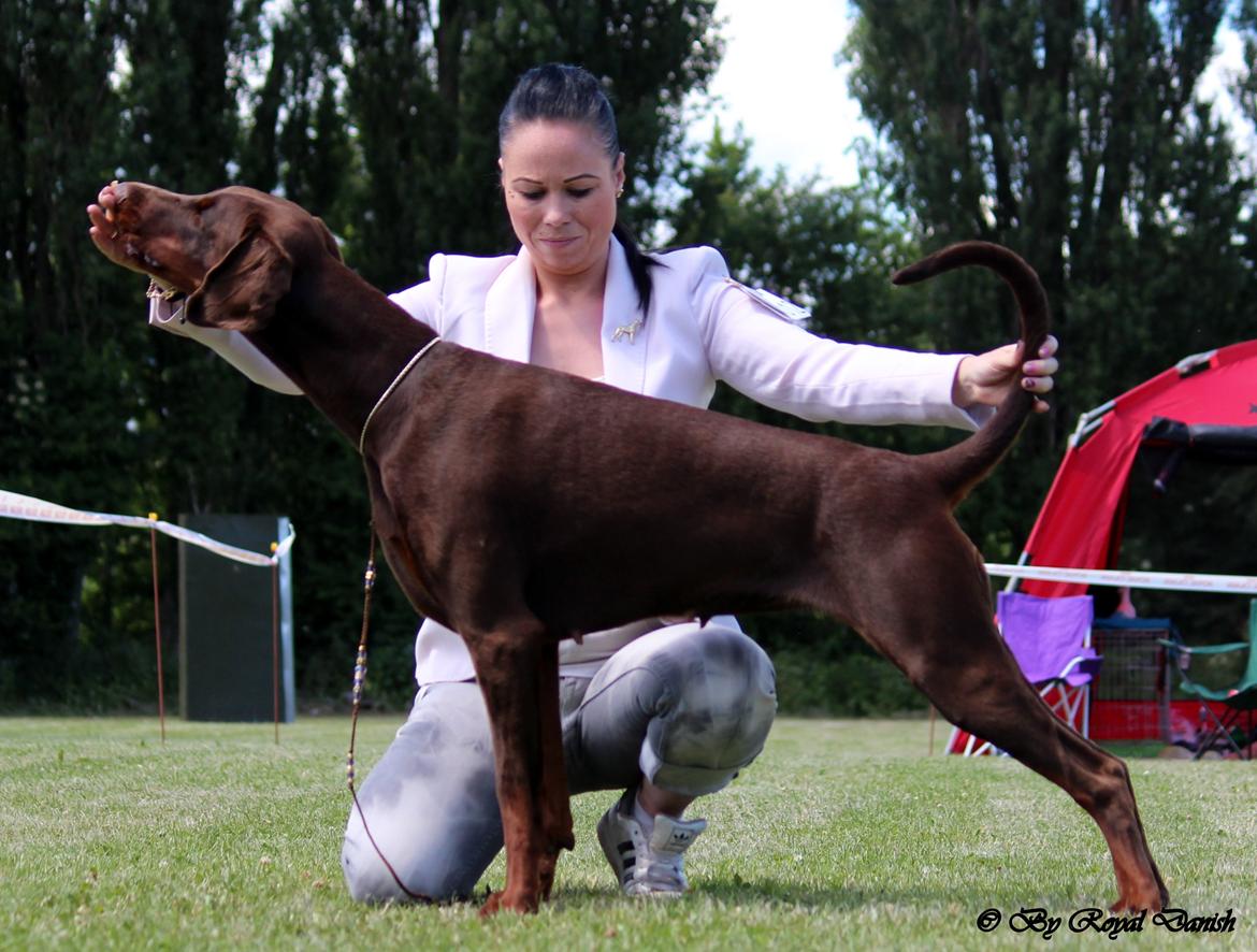 Dobermann Royal Danish Baronesse von Blixen billede 2