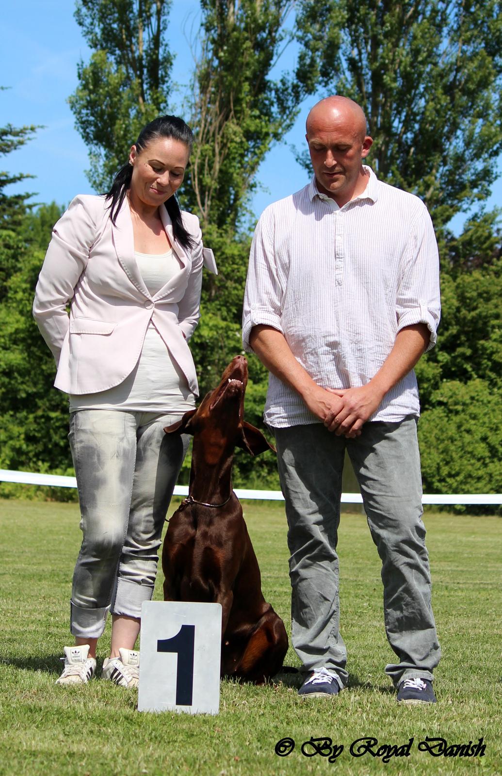 Dobermann Royal Danish Baronesse von Blixen billede 3