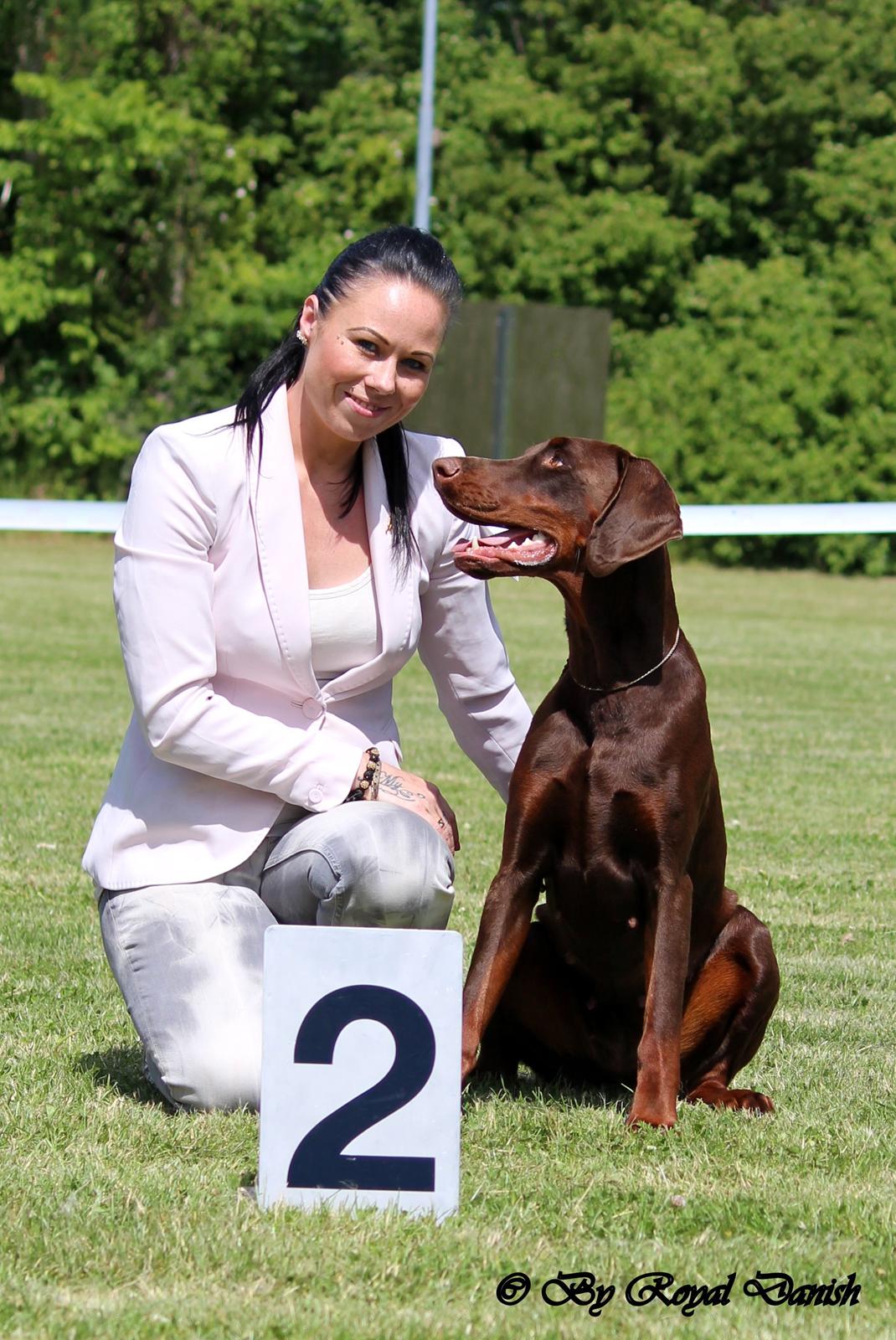 Dobermann Royal Danish Baronesse von Blixen billede 4