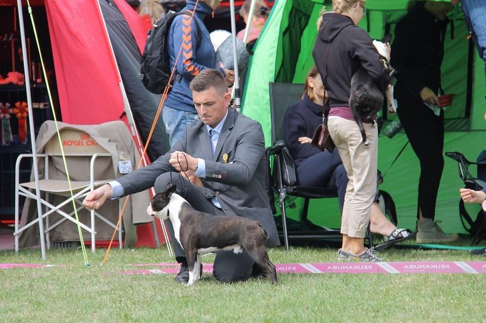 Boston terrier Multi-CH Westlund As Good As It Gets aka Pepsi - DKK Int. Vejen 21/06-2014. billede 2