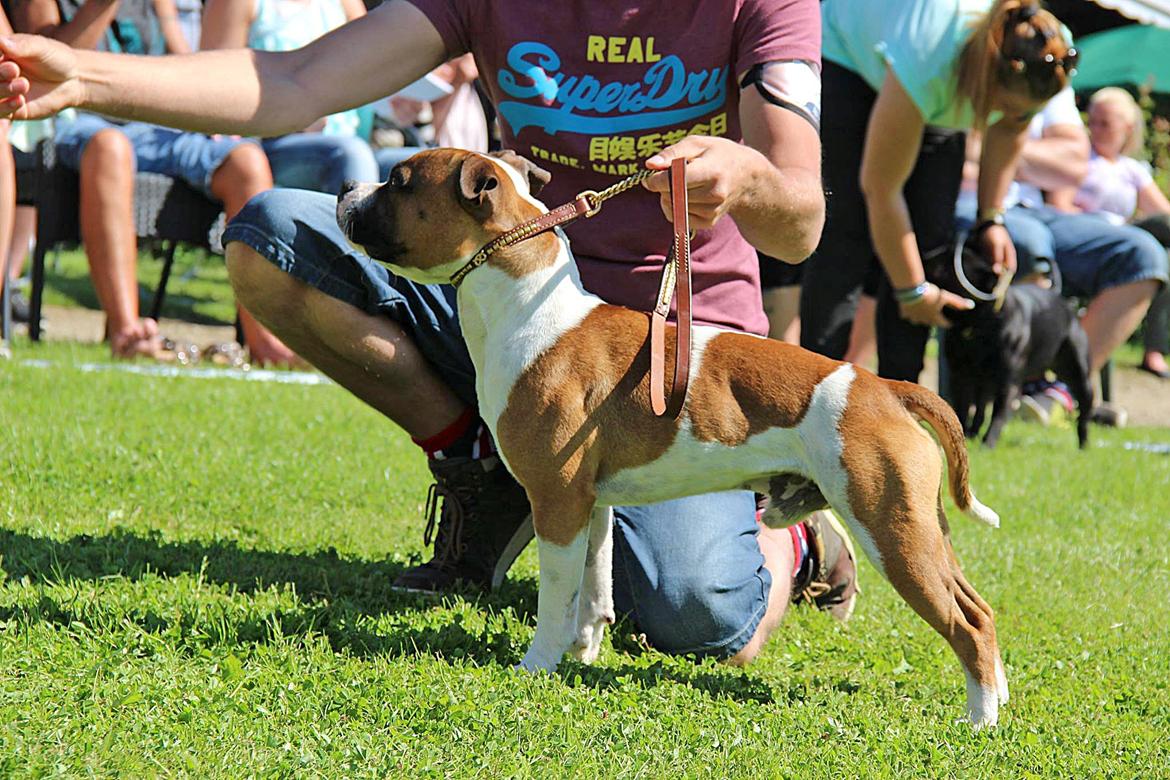 Staffordshire bull terrier Rochamgos Famous Falkner (Hemi) billede 17