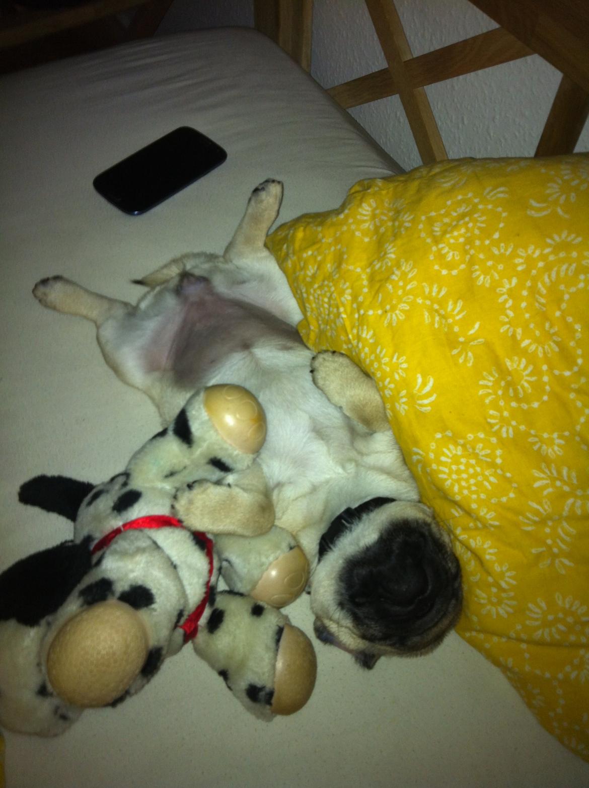 Mops Alma (Lady) billede 2