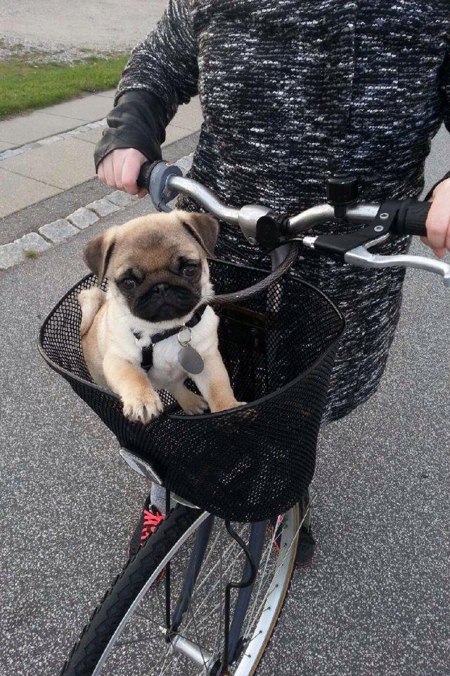 Mops Alma (Lady) billede 3