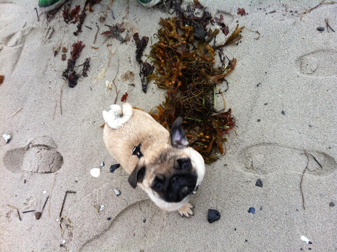 Mops Alma (Lady) billede 4