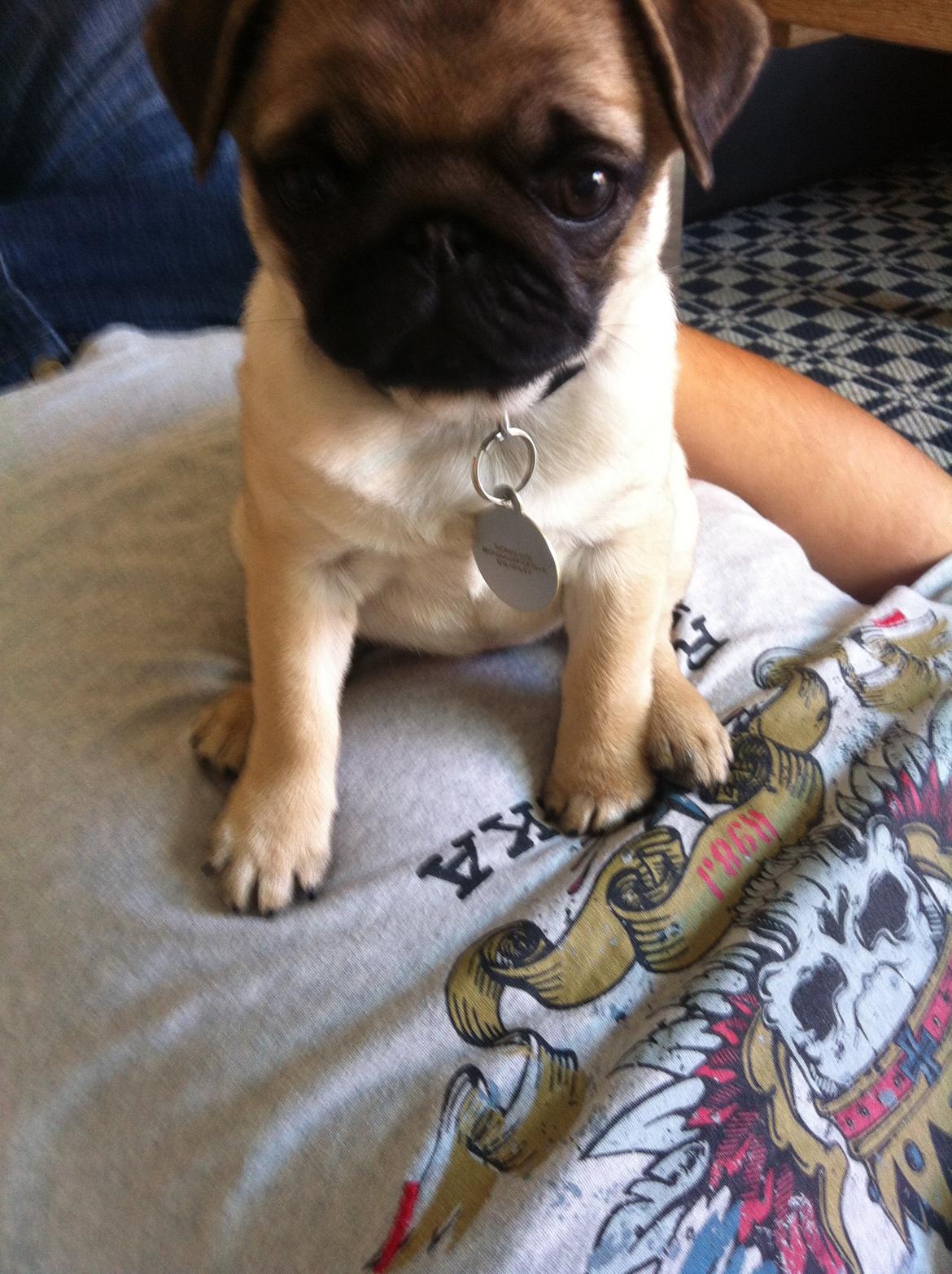 Mops Alma (Lady) billede 1