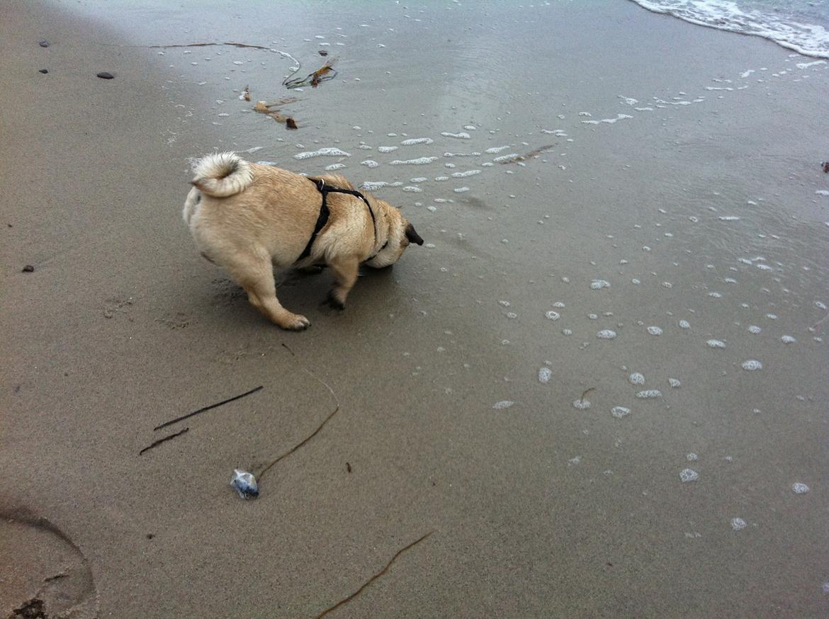 Mops Alma (Lady) billede 5