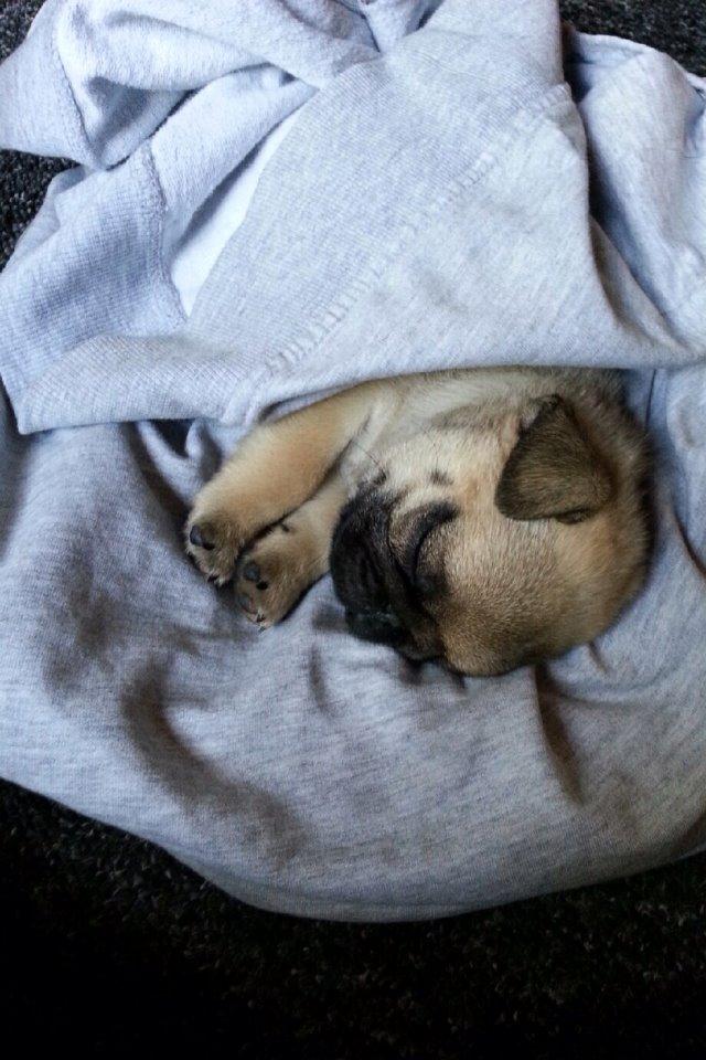 Mops Alma (Lady) billede 7