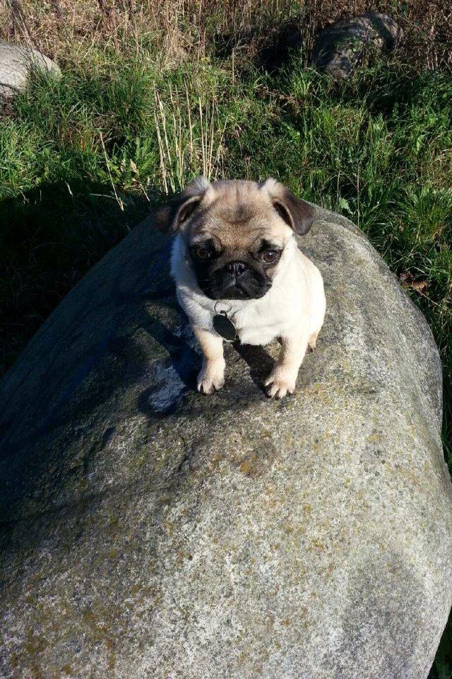 Mops Alma (Lady) billede 6