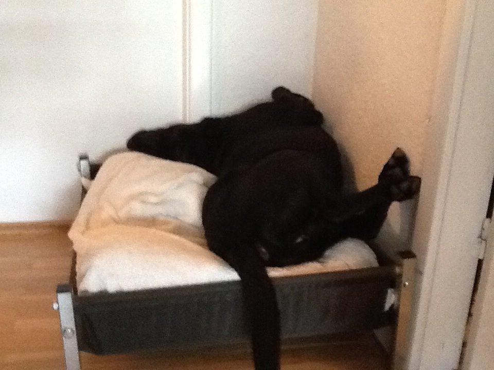 Labrador retriever Rana Schirmer  billede 8