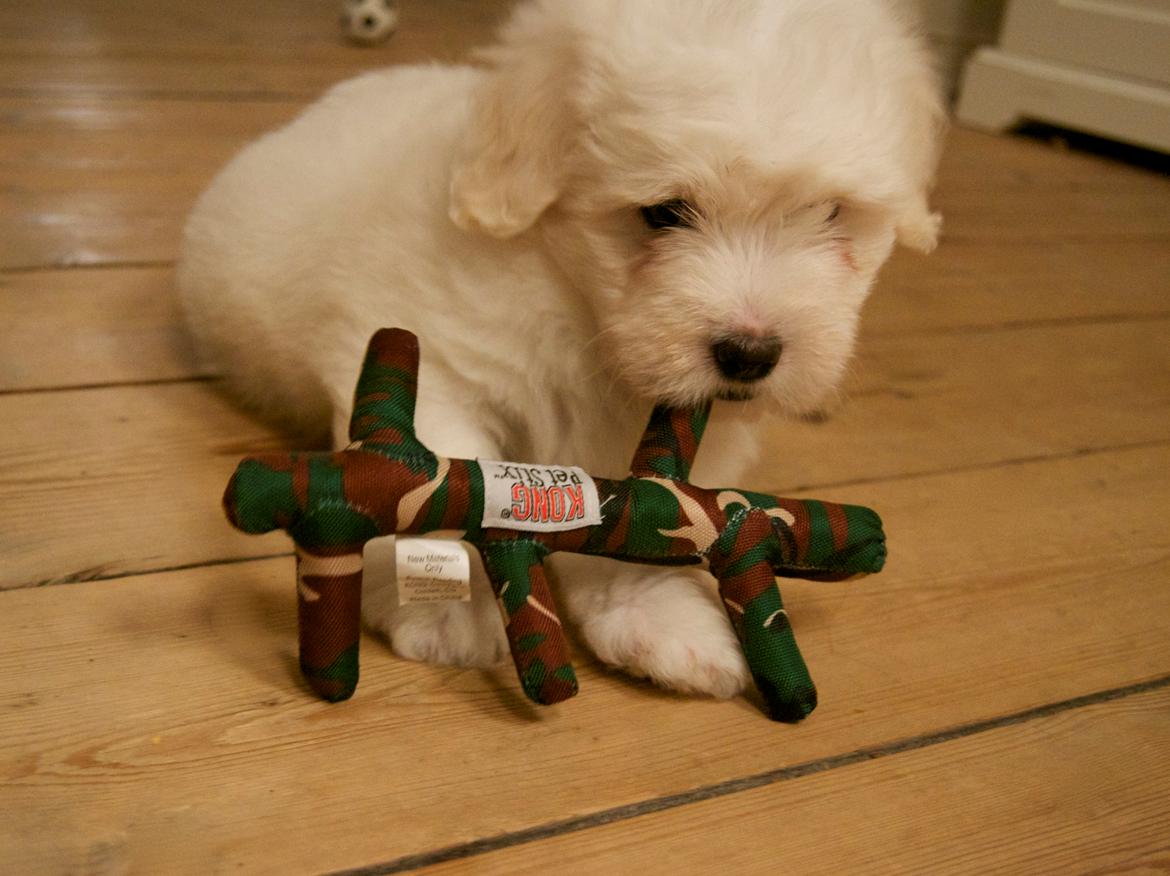 Coton de tulear Napoleon Louis billede 12