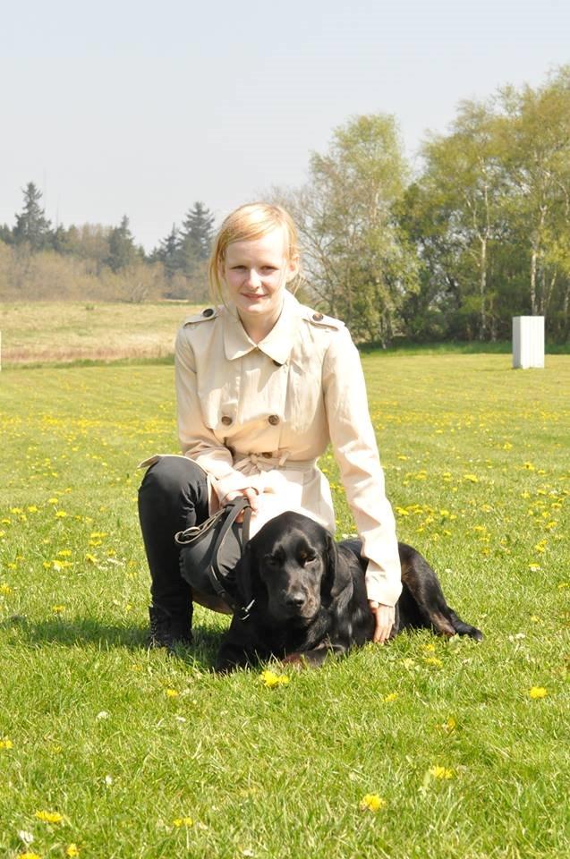 Labrador retriever Laban - Lydighedsprøve bestået med 76 points. Stolt ejer! billede 1