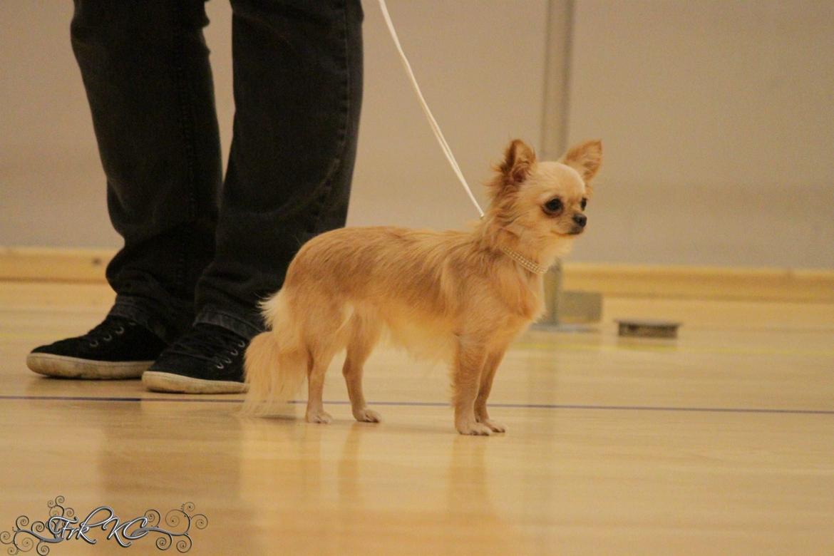 Chihuahua Ravns Miss Money-Penny billede 25