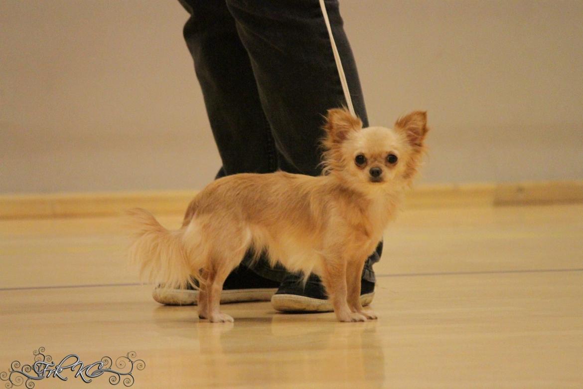 Chihuahua Ravns Miss Money-Penny billede 26