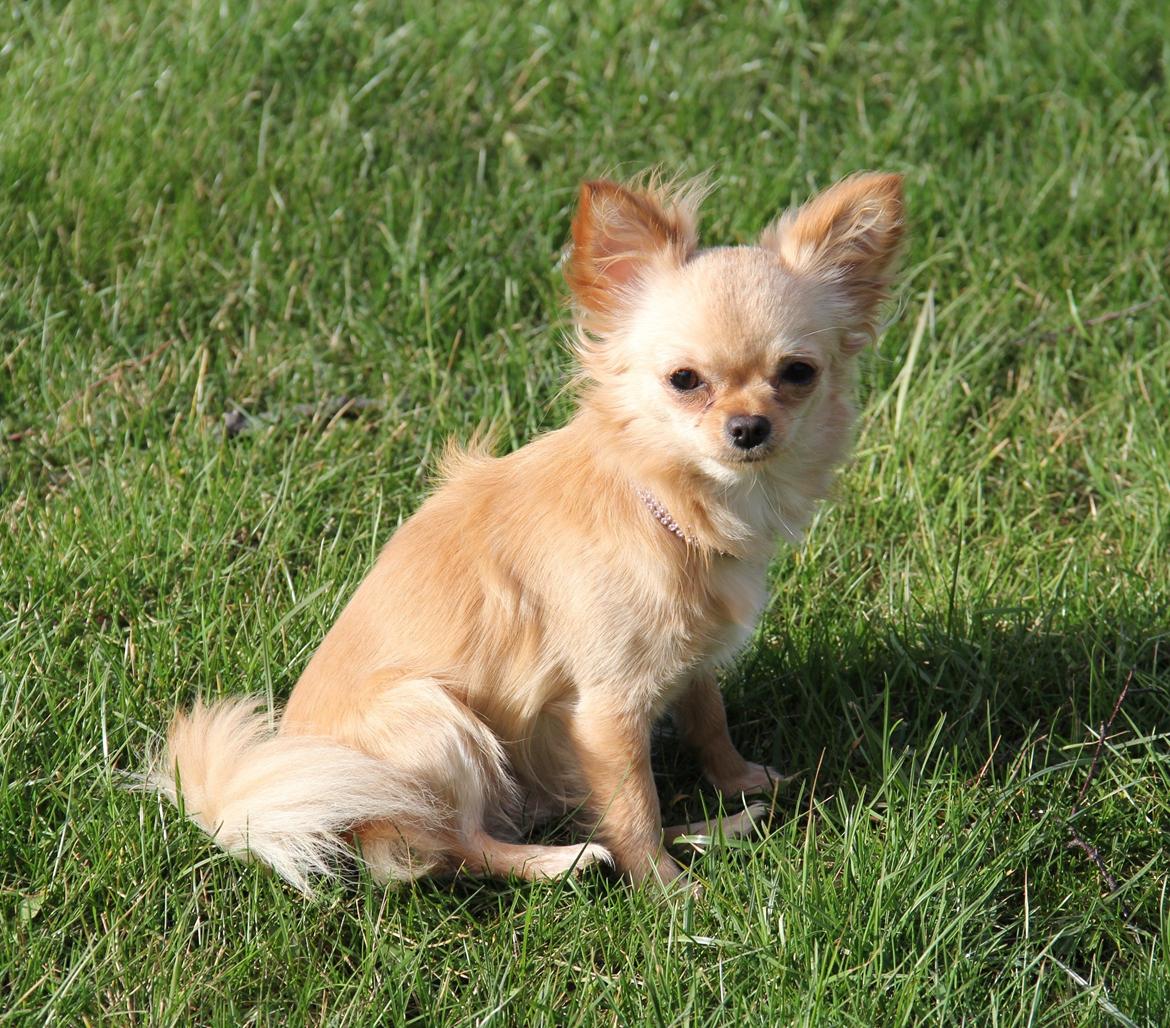 Chihuahua Ravns Miss Money-Penny billede 27