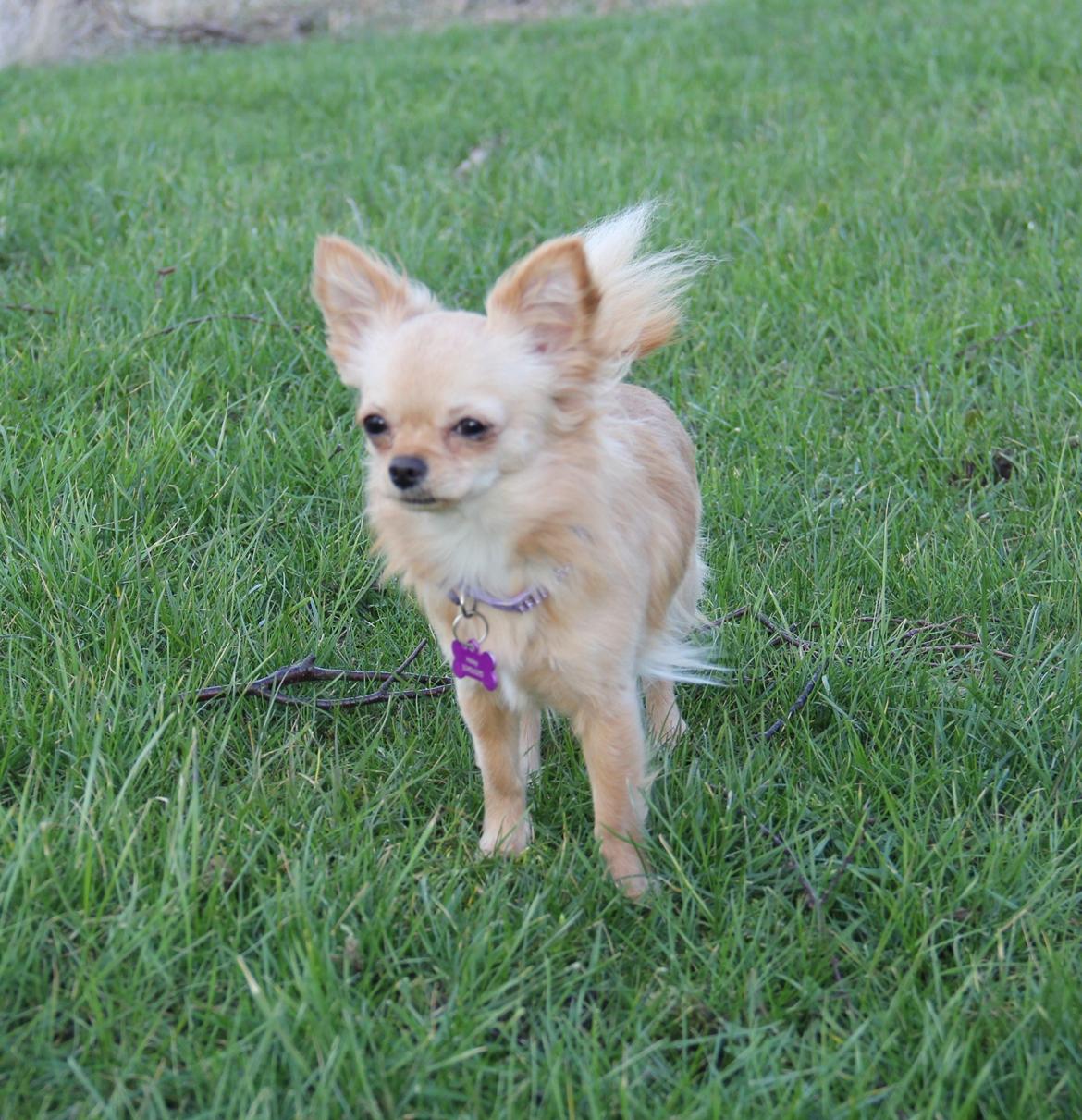 Chihuahua Ravns Miss Money-Penny billede 29