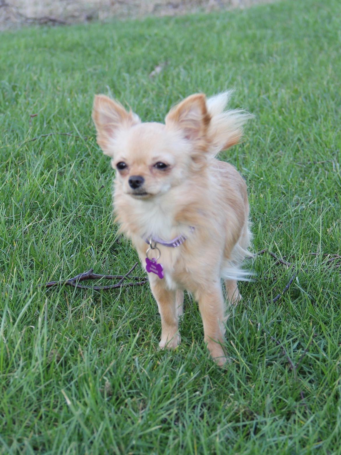 Chihuahua Ravns Miss Money-Penny billede 30