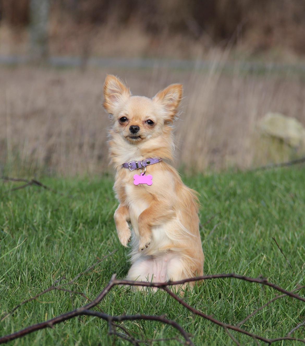 Chihuahua Ravns Miss Money-Penny billede 28