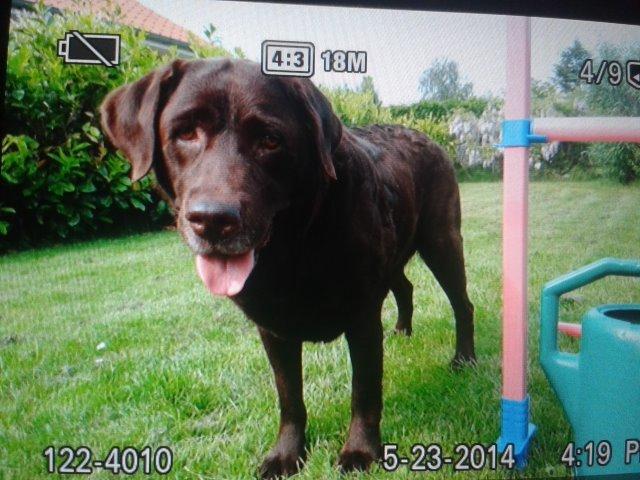 Labrador retriever Molly La Moulin <3 - ''Har du en godbid? '' billede 3