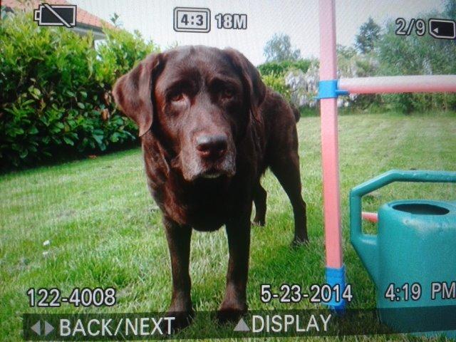 Labrador retriever Molly La Moulin <3 - '' Jeg kan godt se den godbid du har! ;) '' billede 7