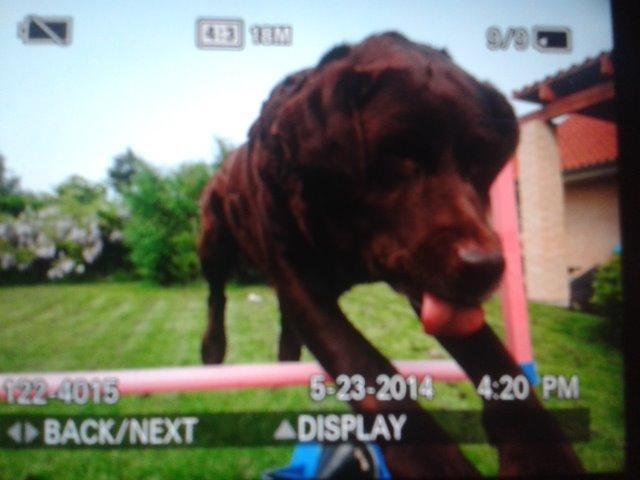 Labrador retriever Molly La Moulin <3 - Jeg har aldrig lagt mærke til hendes tunge? Første gang på dette billede :) billede 5