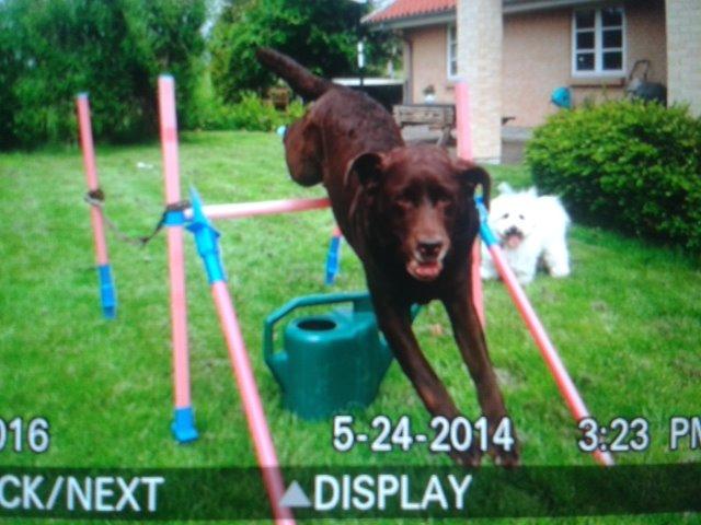Labrador retriever Molly La Moulin <3 - '' Og vups.. Hvorfor skulle 65 være så hårdt ;) '' billede 9