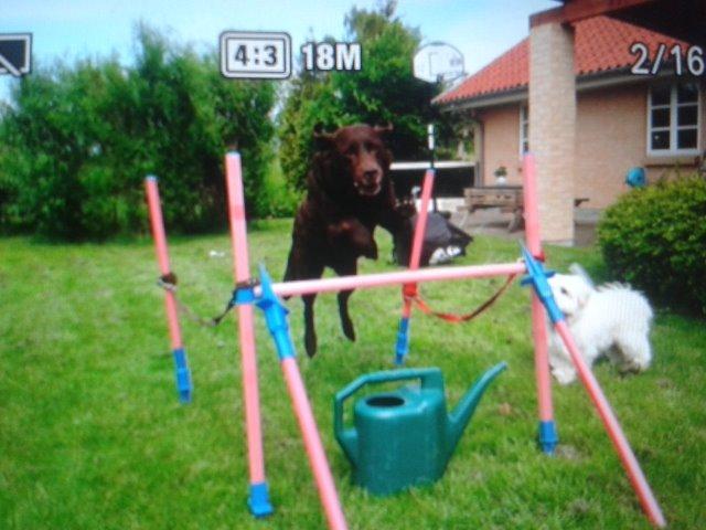 Labrador retriever Molly La Moulin <3 - '' Vi tager da lille 70 med, nu hvor vi er i gang.. '' billede 10
