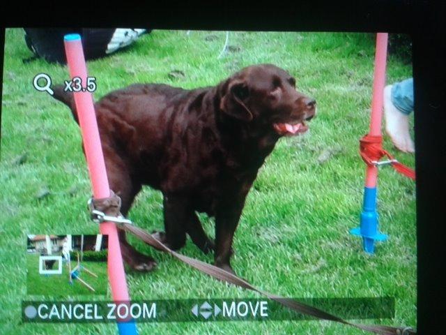 Labrador retriever Molly La Moulin <3 - '' Min tunge kan godt lide at få luft :') '' billede 11