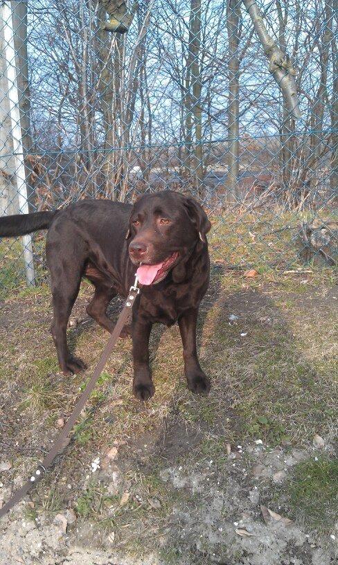 Labrador retriever Molly La Moulin <3 - Her står jeg og spiller sej :) billede 12