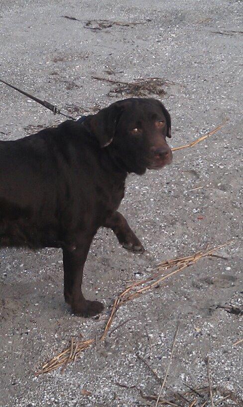 Labrador retriever Molly La Moulin <3 - Løfte en, to, tre og jeg er jo en pige så hvorfor ikke multitaske?? billede 13