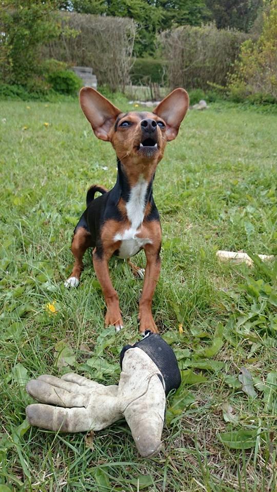 Blanding af racer Diego billede 2