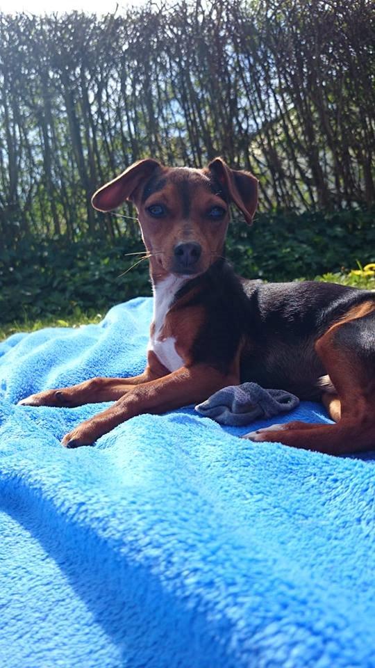 Blanding af racer Diego billede 1