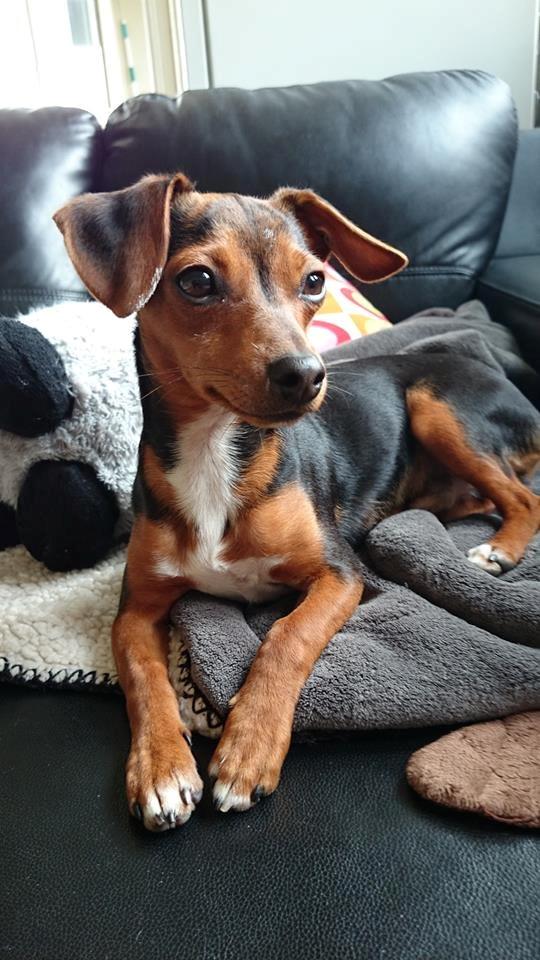 Blanding af racer Diego billede 3