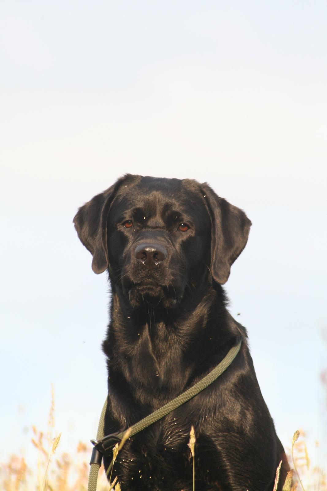 Labrador retriever Jajeem's Joey - Joey venter fint, mens mor og far aftaler hvordan posten skal se ud billede 1