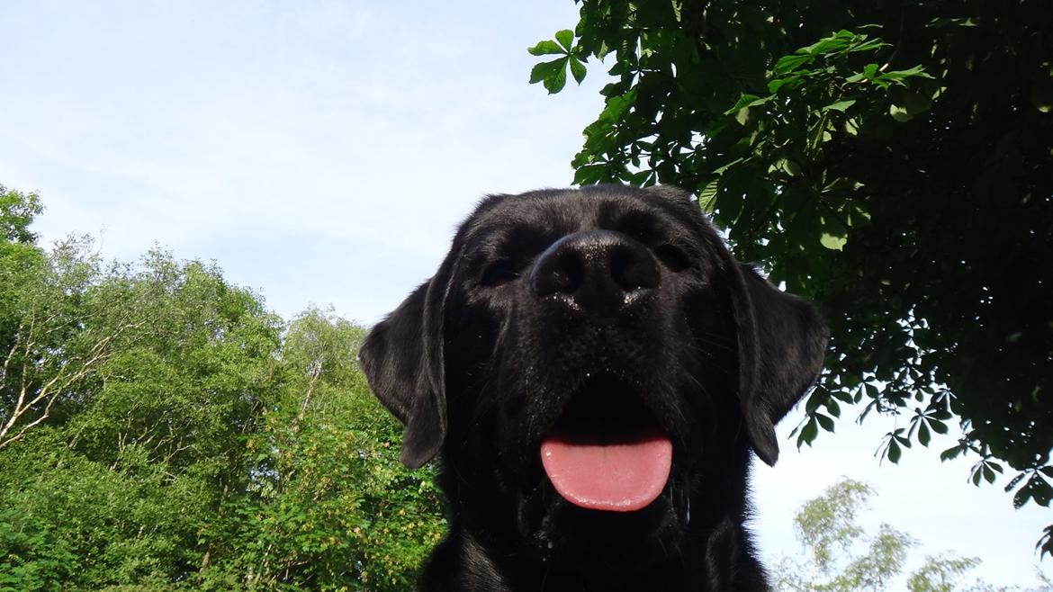 Labrador retriever Jajeem's Joey - Joey nyder solen billede 3
