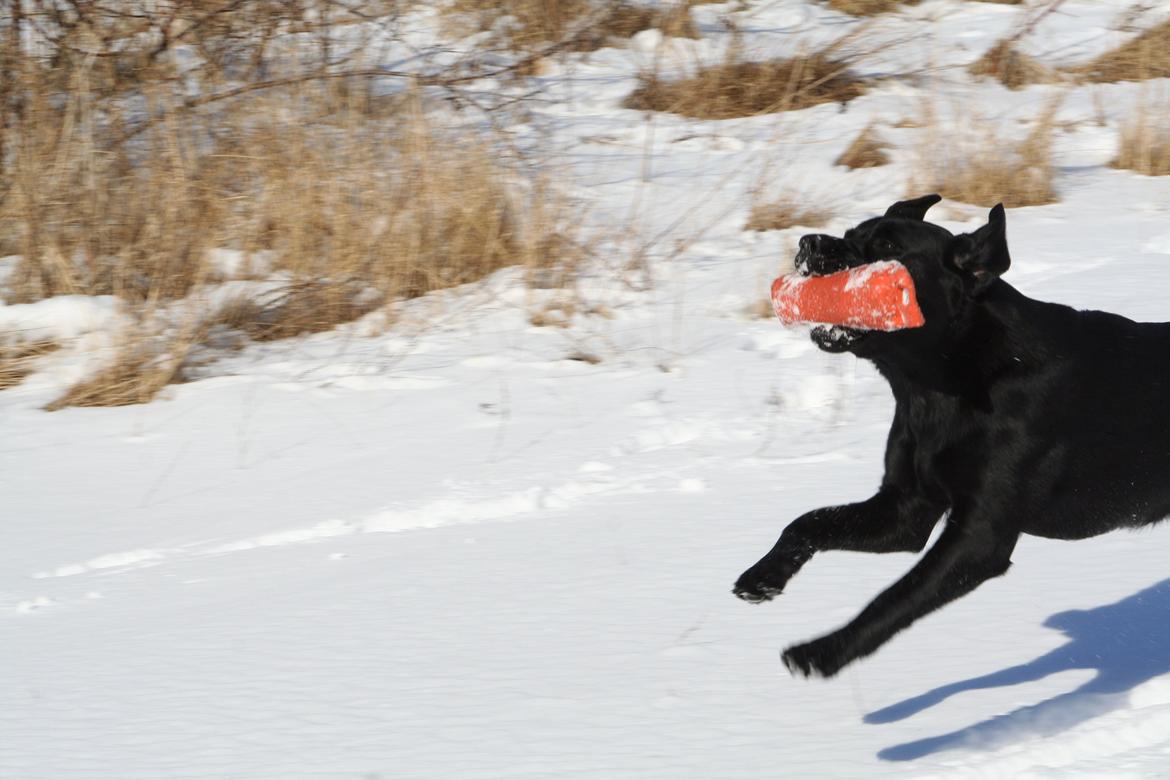 Labrador retriever Jajeem's Joey - Kommer hjem med en vanlig apportering billede 4