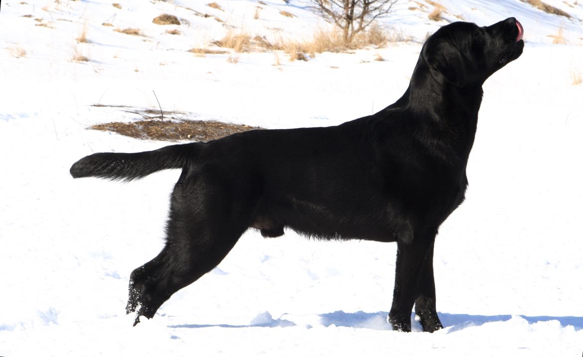 Labrador retriever Jajeem's Joey - Joey et lille år gammel billede 5