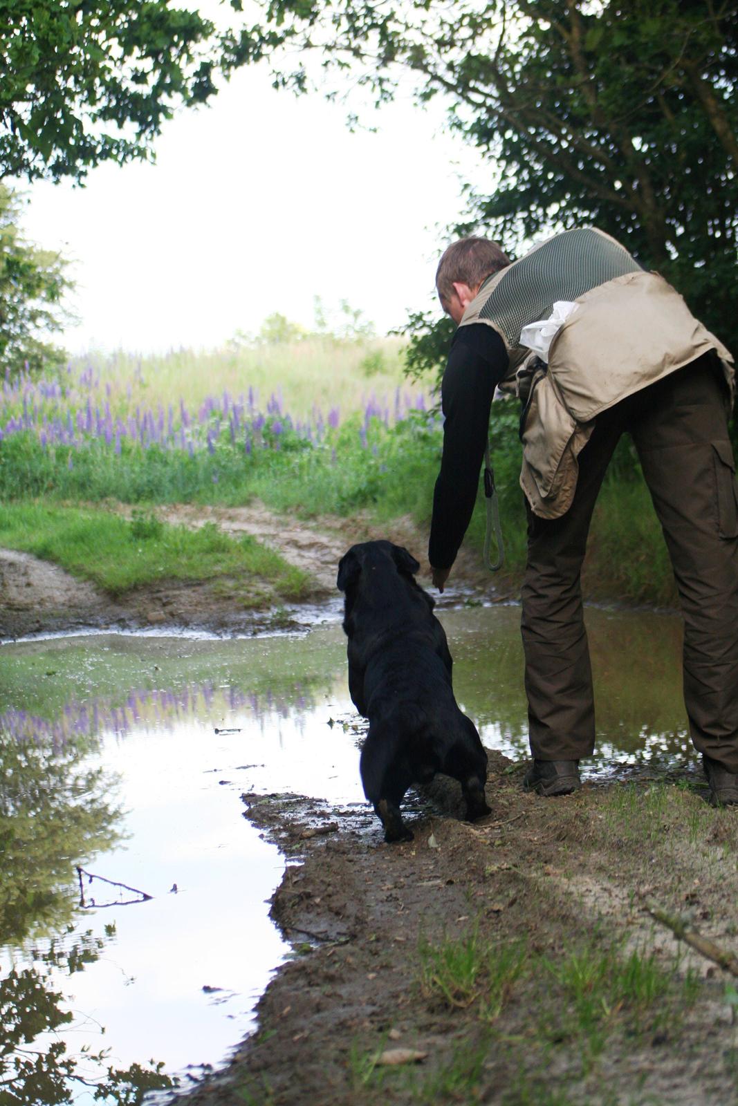Labrador retriever Jajeem's Joey - Hunden sendes afsted på en blind dirigering billede 2