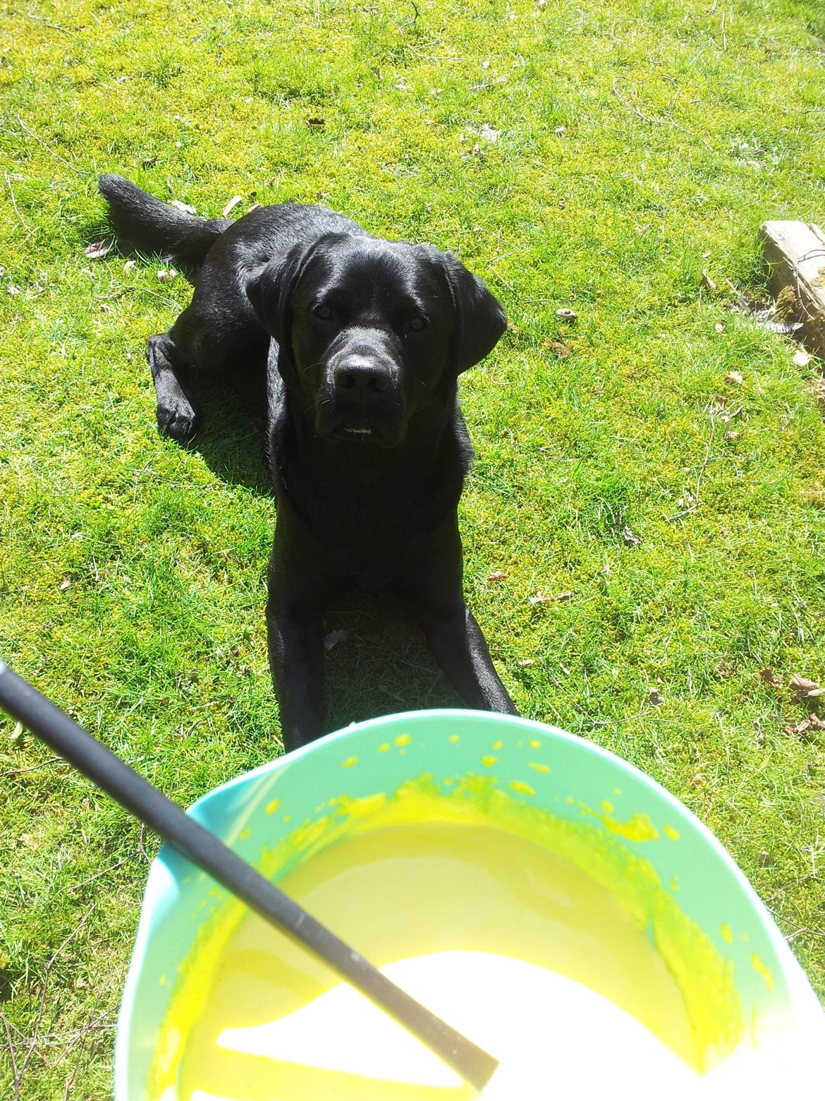 Labrador retriever Jajeem's Joey - Han tigger jo æggesnaps! :) billede 9