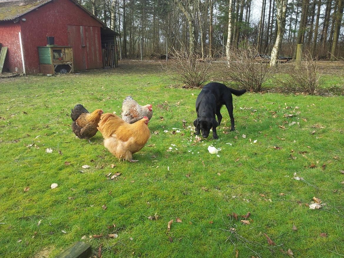 Labrador retriever Jajeem's Joey - Joey nyder friheden sammen med både høns, ænder, kaniner og kat.  billede 12