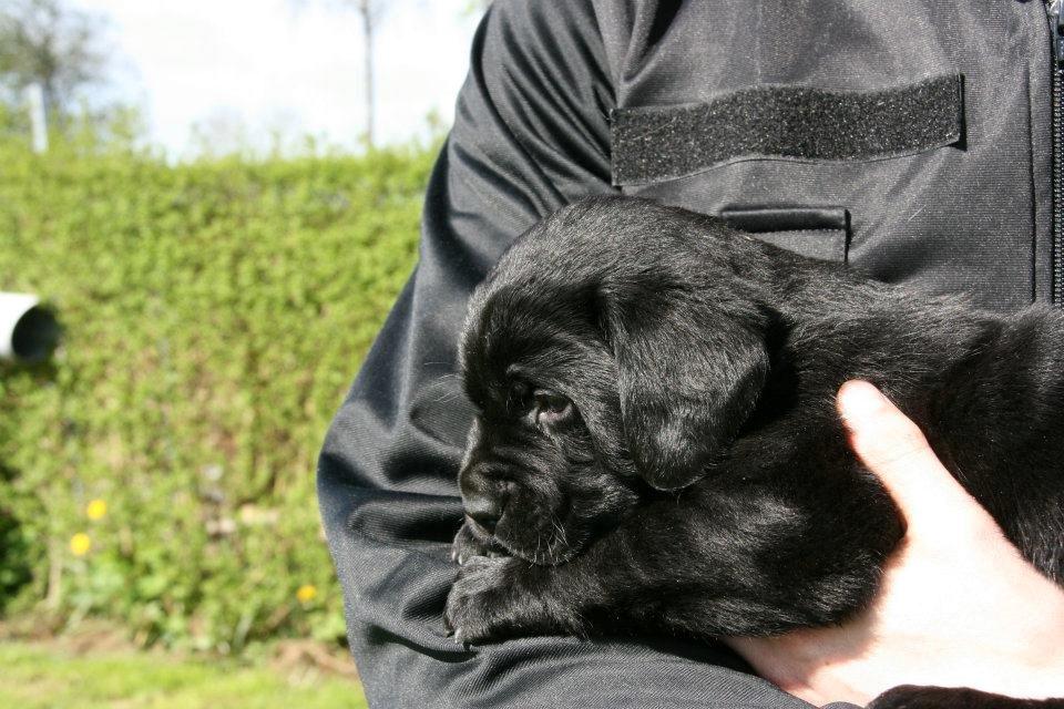 Labrador retriever Jajeem's Joey - Joey som 4½ uge gammel billede 13