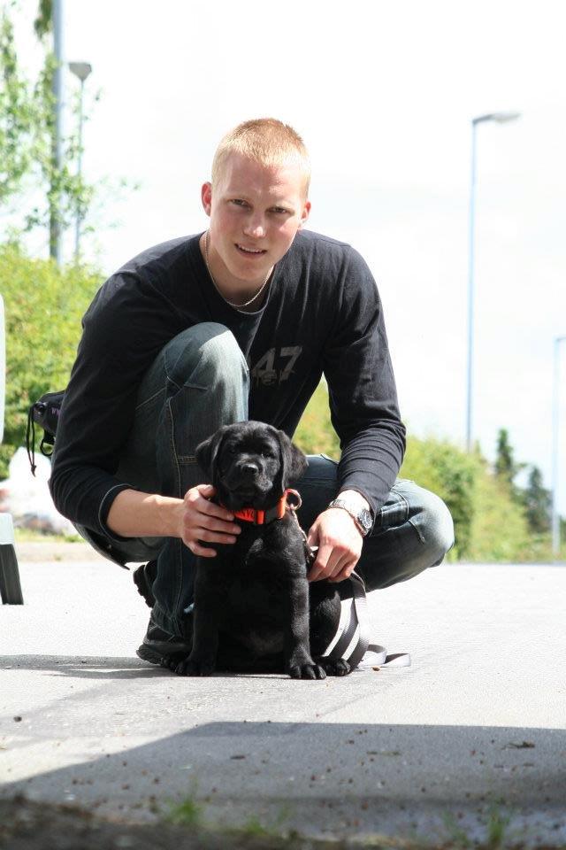 Labrador retriever Jajeem's Joey - Joey 8½ uge gammel og lige kommet hjem, første gåtur opad vejen billede 14