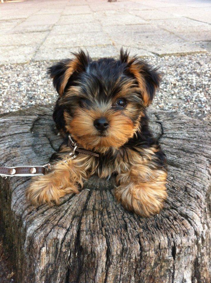 Yorkshire terrier Ludvig billede 7