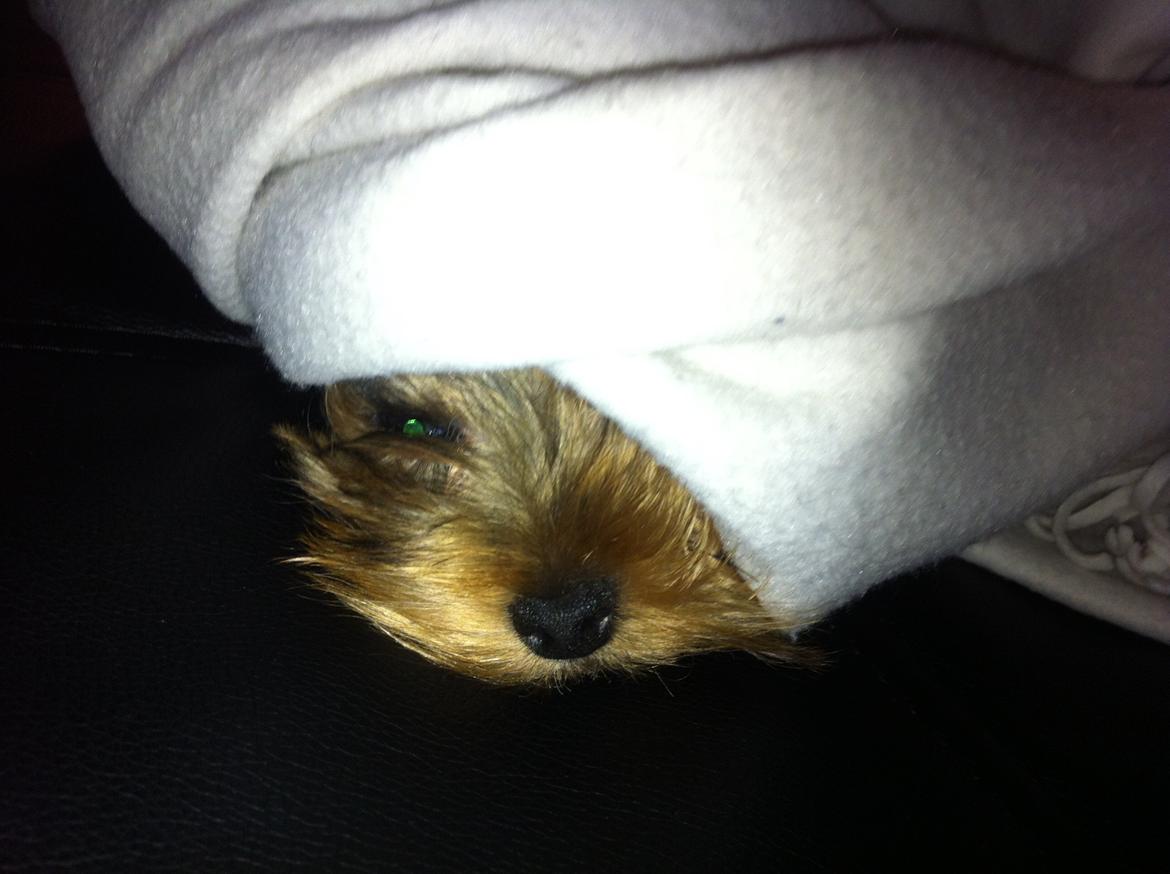 Yorkshire terrier Ludvig billede 10