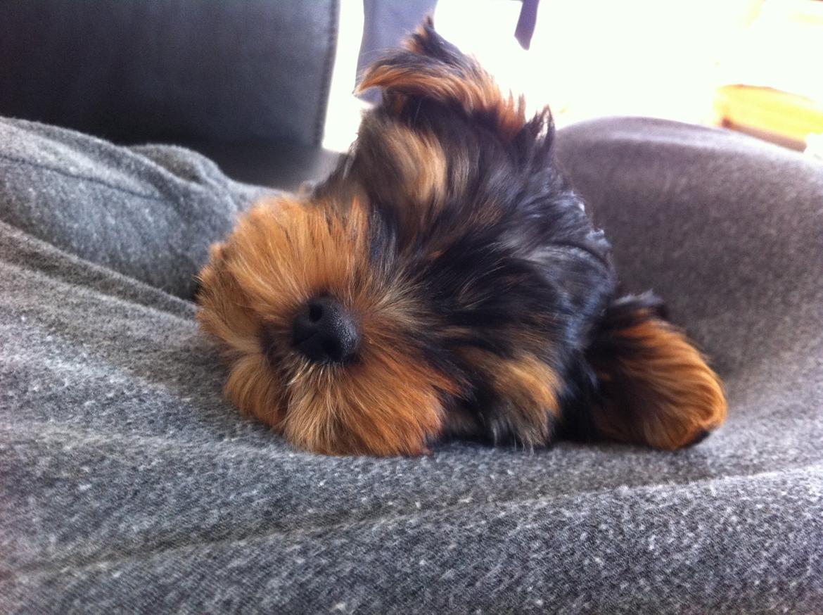 Yorkshire terrier Ludvig billede 6