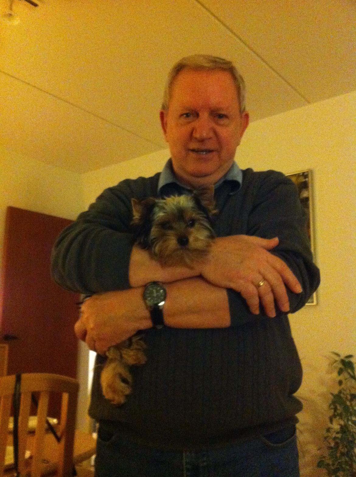 Yorkshire terrier Ludvig billede 12