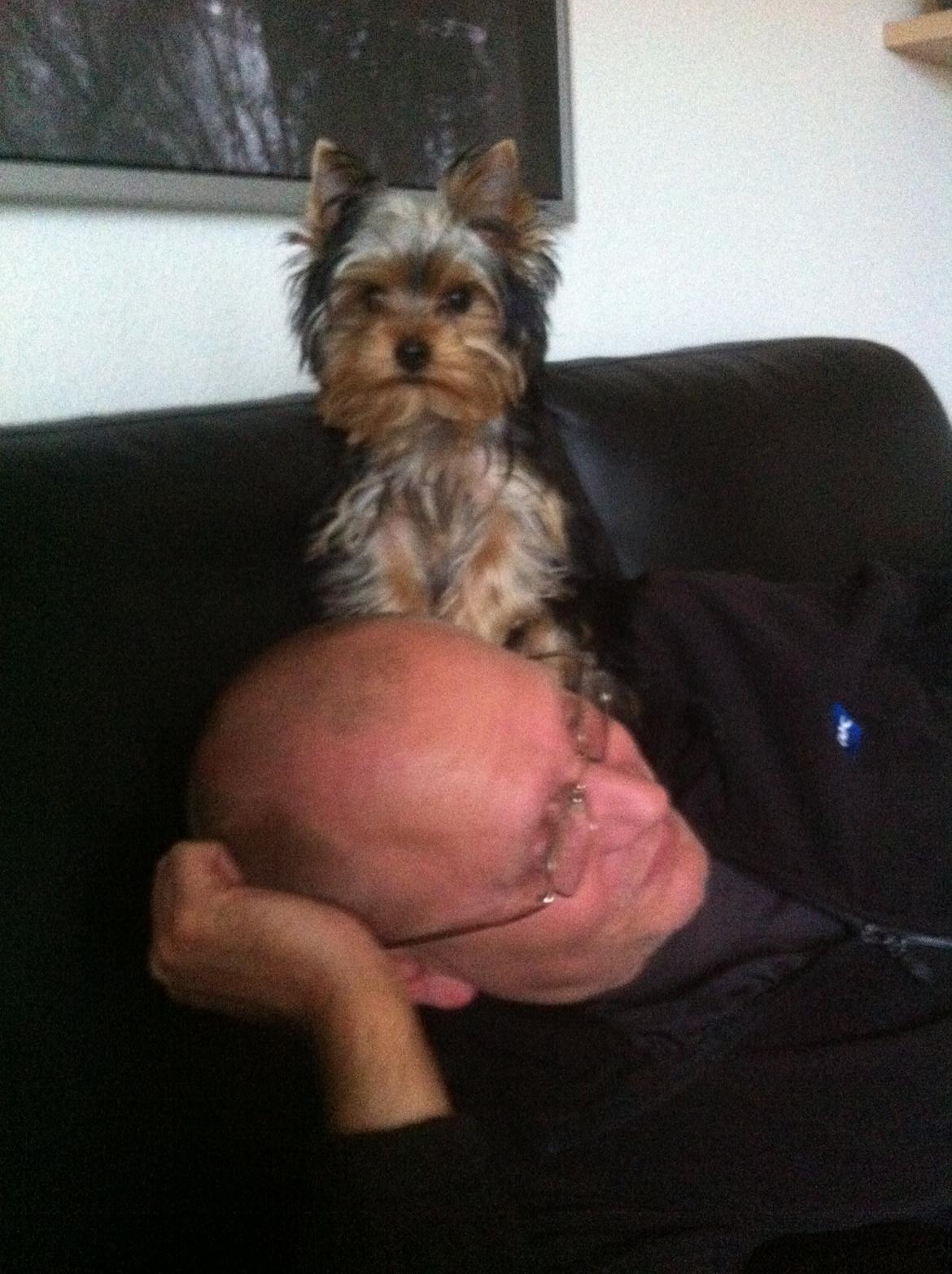 Yorkshire terrier Ludvig billede 13