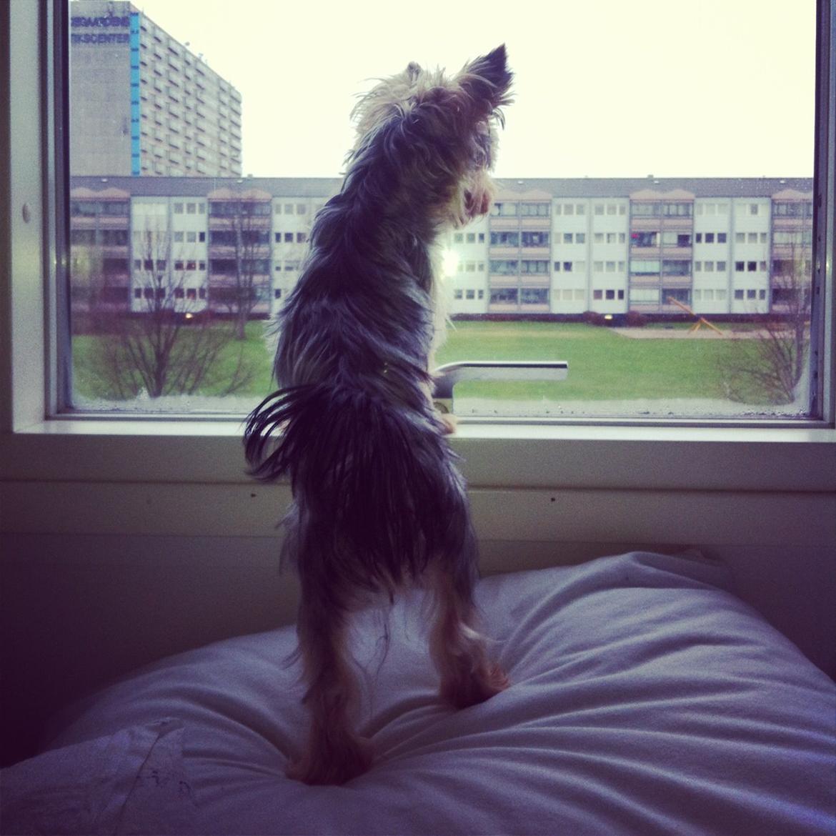 Yorkshire terrier Ludvig billede 16